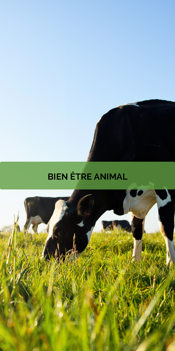 Xylo-Carbone - Charcoal - Charbon - Biochard